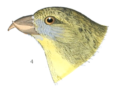 Plate 23 detail 4, Loxia americana