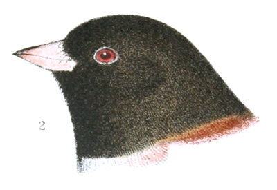 Plate 26 detail 2, Junco oregonus