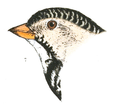 Plate 26 detail 7, Zonotrichia querula