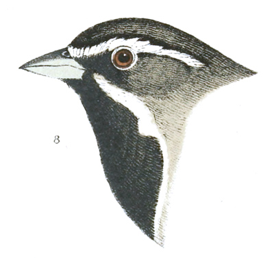 Plate 26 detail 8, Poospiza bilineata