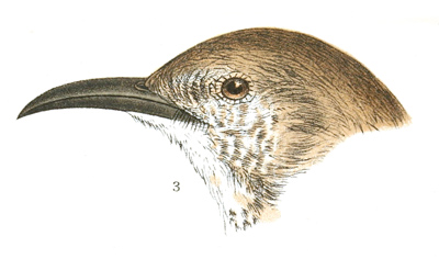 Plate 3 detail 3, Harporhynchus curvirostris