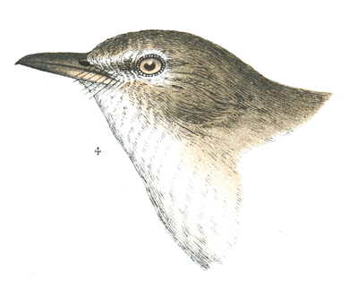 Plate 3 detail 4, Mimus polyglottus