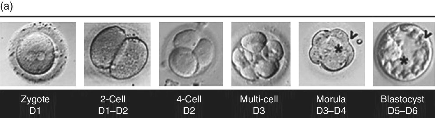 Micrographs of (left–right) a zygote (D1), 2-cell (D1–D4), 4-cell (D2), multi-cell (D3), morula (D3–D4), and blastocyst (D5–D6).