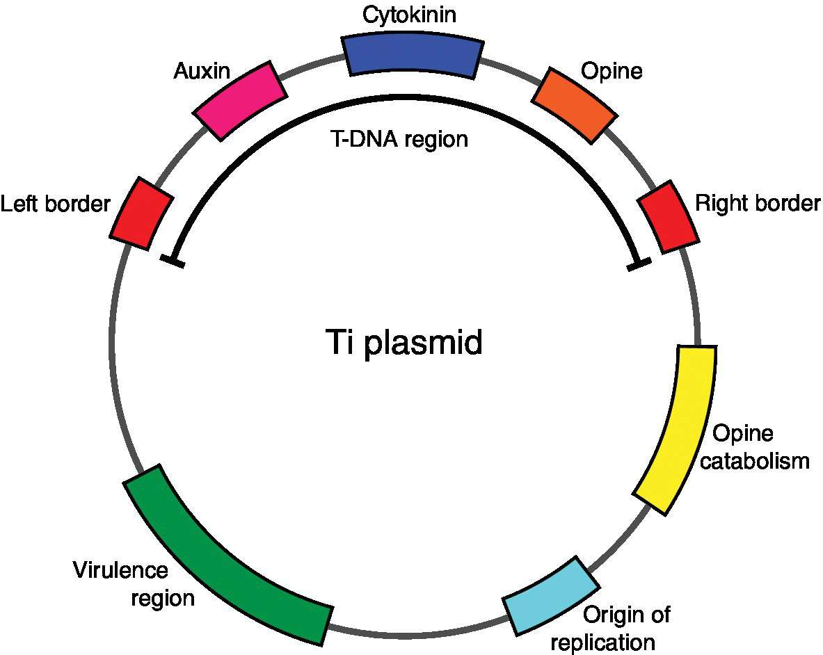 Diagram of tumour-inducing plasmid of Agrobacterium tumefaciens, with a circle having 8 bars labeled virulence region, opine catabolism, right border, etc. Curved line inside the circle represents T-DNA region.