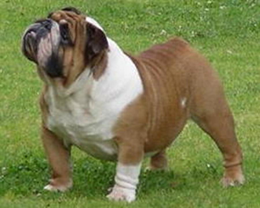 Photo of an English bulldog standing.