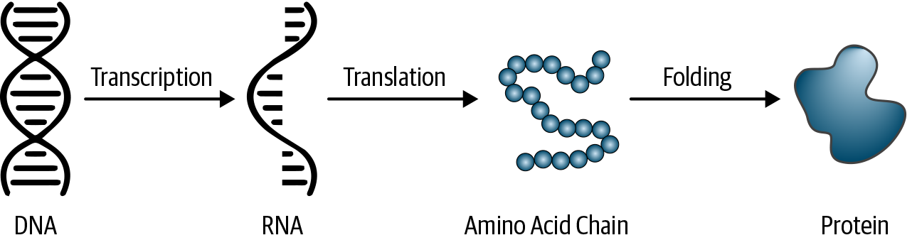 The central dogma of biology: DNA leads to RNA; RNA leads to amino acids; amino acids lead to protein.