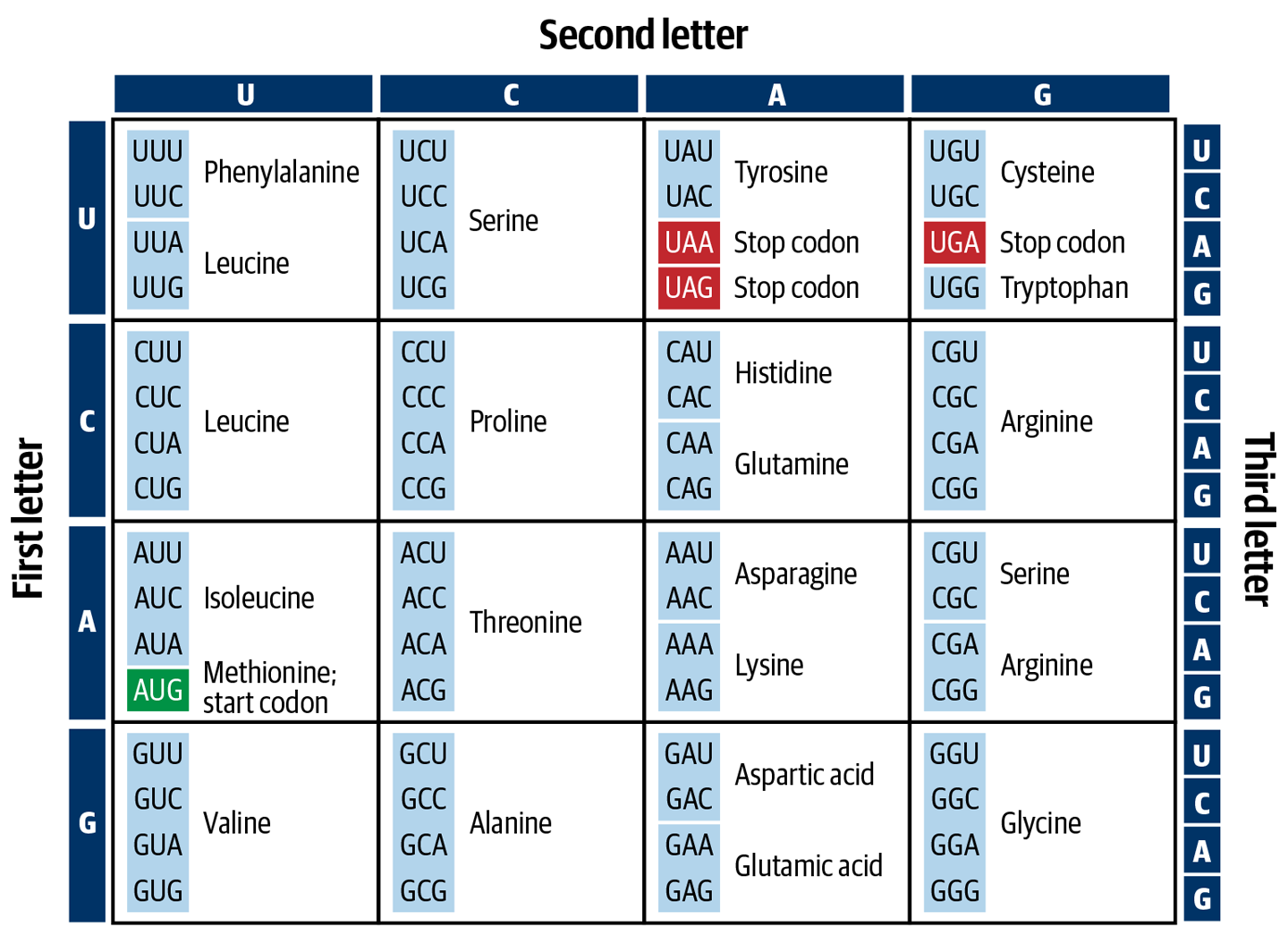 The genetic code connects three-letter codons in a messenger RNA sequence to specific amino acids.