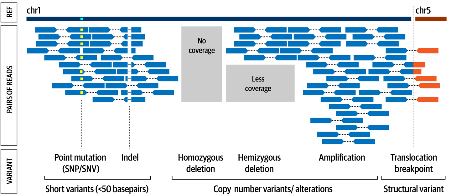 The major types of variant classified by physical changes to the DNA.