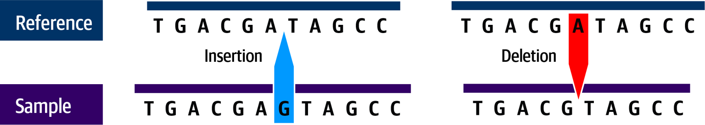 Indels can be insertions (left) or deletions (right).