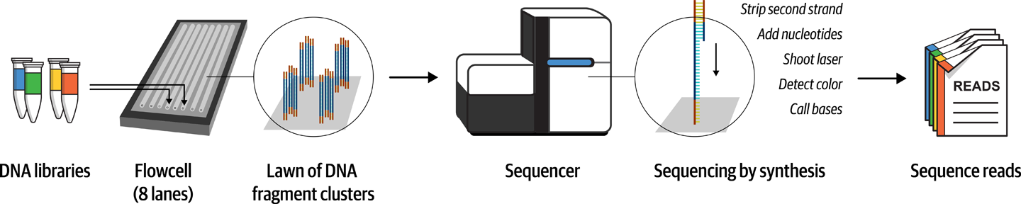 Overview of Illumina short read sequencing.