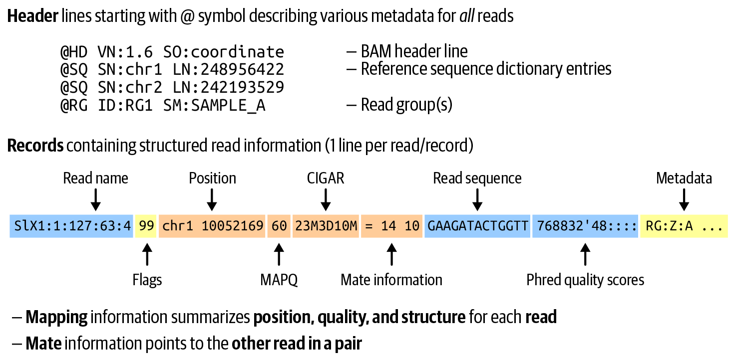 Key elements of the SAM format: file header and read record structure.