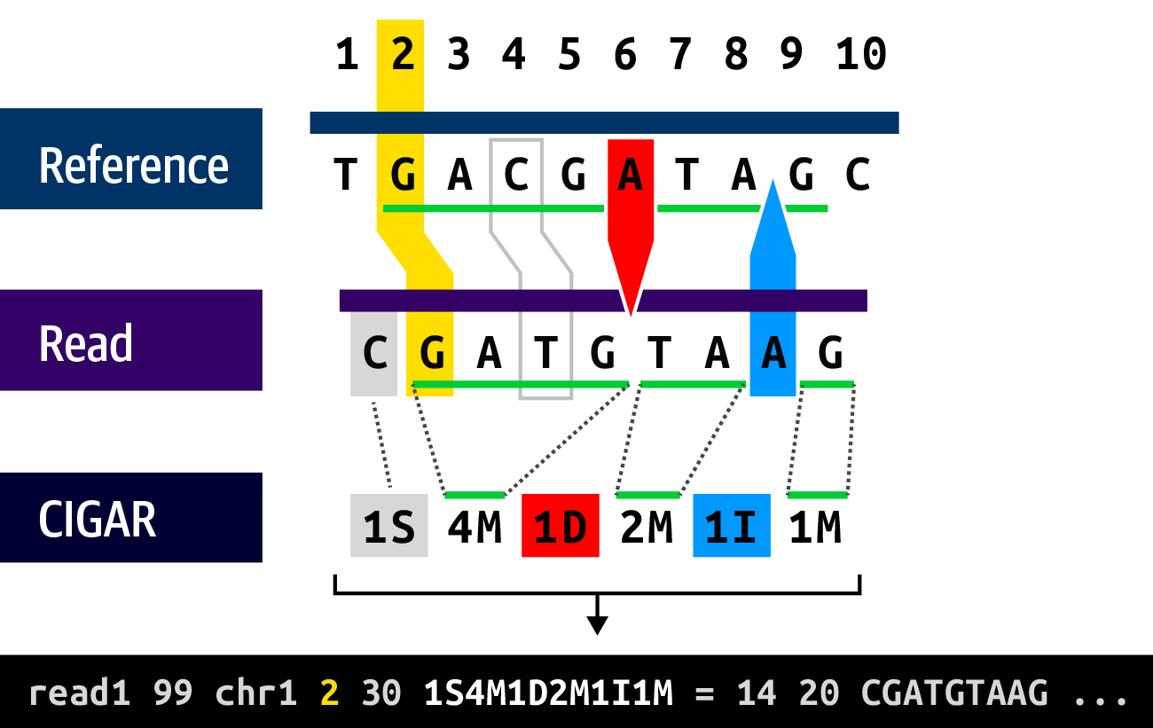 The CIGAR string describes the structure of the read alignment.