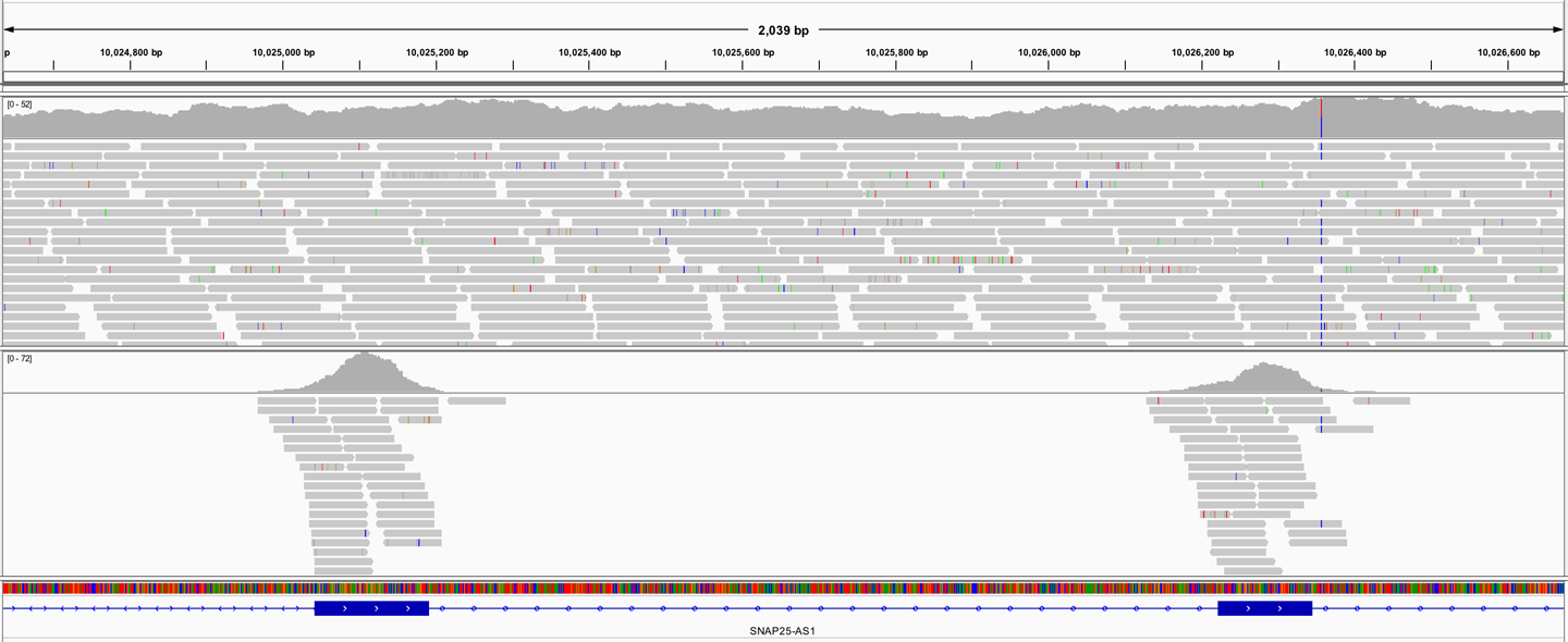 Visual appearance of whole genome sequence (WGS, top) and exome sequencing (bottom) in a genome browser.