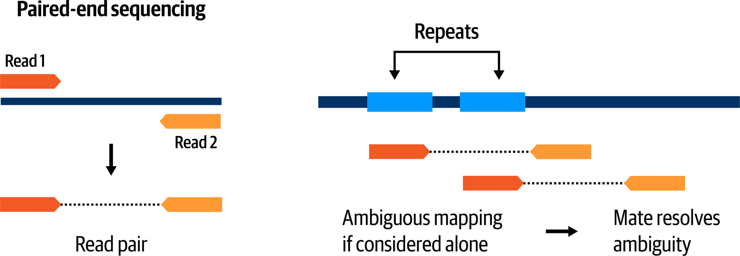 Paired-end sequencing helps resolve mapping ambiguity.