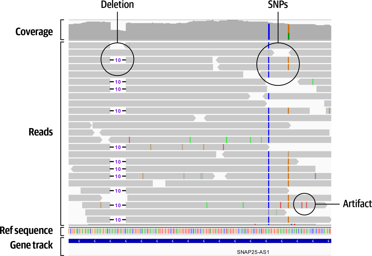 Pileup of reads in IGV showing several probably short variants.