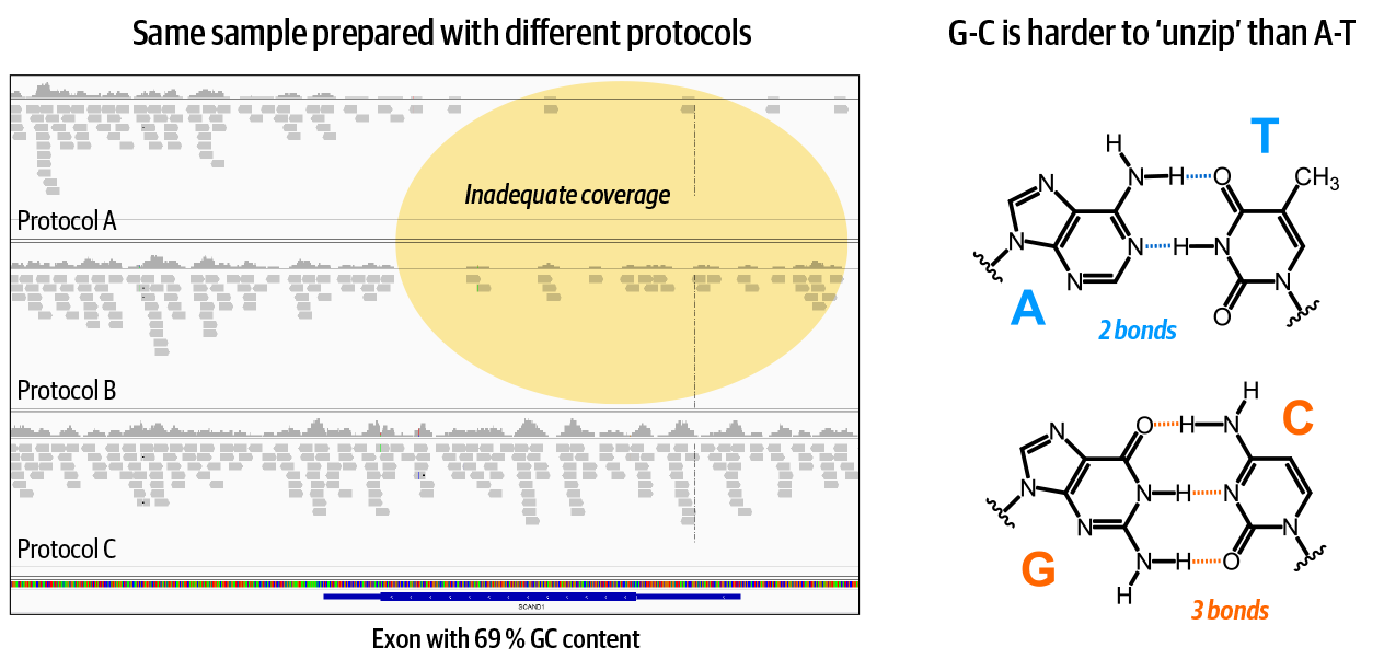 Some biochemical properties of the DNA itself cause biases in certain region.