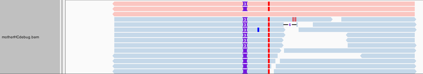 Bamout shows artificial haplotypes constructed by HaplotypeCaller.