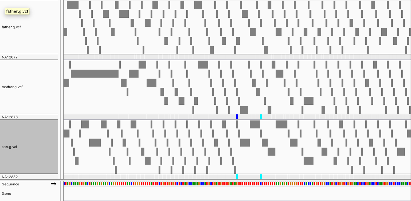 GVCFs viewed in IGV show tiled nonvariant blocks.