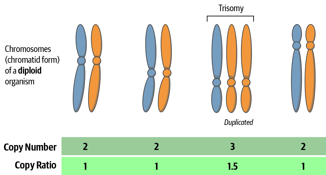 Difference between copy number and copy ratio.