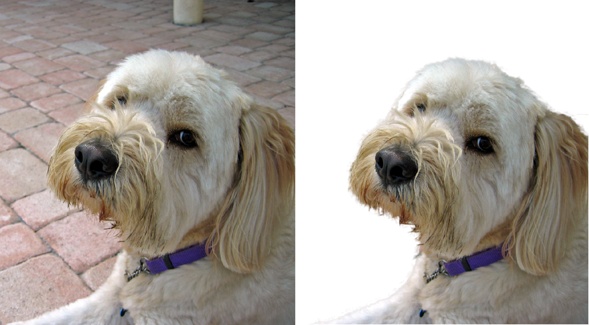 Left: Refine Edge is just the ticket for removing this puppy from its distracting background to use it in another image. Doing so would have been impossibly tough in early versions of Elements, but the Refine Edge dialog box makes it a snap to select soft, furry edges.Right: Here’s the extracted dog against a plain background so you can see what a good job Refine Edge did.