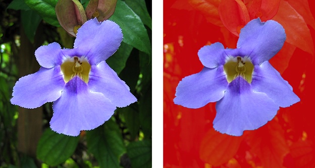 Left: This flower was selected by painting with the Selection Brush in Selection mode. It looks just like the selections you can make using any of the Selection tools.Right: The same selection in Mask mode. The red covers everything that’s not part of the selection.