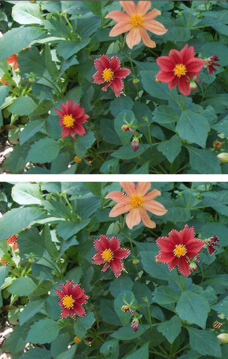 Top: With the Contiguous checkbox turned on, the Magic Wand only selects the red part of the flower you click with it.Bottom: By turning this setting off, you can select all the areas that are that shade of red with just one click. Then you can use the Selection Brush (page 162) to quickly clean up the selection.