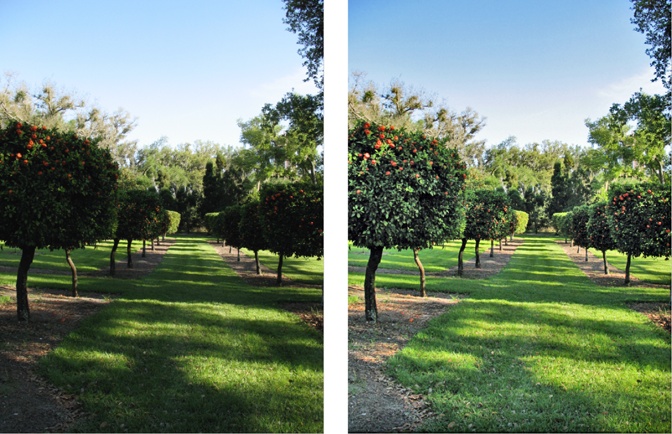 The Shadows/Highlights command can bring back details in photos where you were sure there was no info at all—but sometimes at a cost.Left: The sky and the grass aren’t bad, but you’d never know there were oranges on these trees.Right: A dose of Shadows/Highlights unearths plenty of details, though the overall effect is a bit flat when you push this command this far. This photo needs more work, but at least now you can see what kind of trees these are.