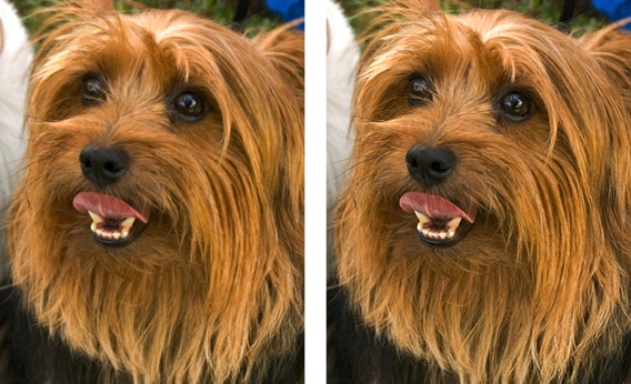 Left: The photo as it came from the camera.Right: The same photo treated with a dose of Unsharp Mask. The change is subtle, but notice how much clearer the individual hairs in the dog’s coat are and how much better defined the eyes and mouth are.