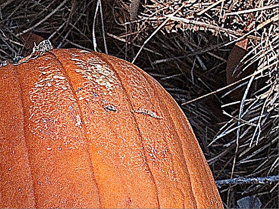 The perils of oversharpening.This is just a normal pumpkin, not a diseased one, but oversharpening gives it a flaky appearance and makes the straw in the background look sketched in rather than real.The presence of halos (like those along the edge of the pumpkin) is often your best clue that you’ve oversharpened an image. The spots and scaly bits are called sharpening artifacts, which you want to keep an eye out for when you sharpen images.