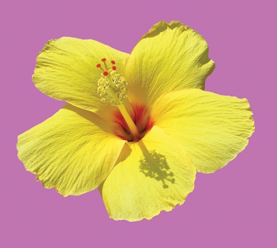 When you save an image in JPEG format, the transparent areas aren’t preserved. But Elements lets you choose a matte color, which replaces the transparency.By choosing a color that’s identical to your web page’s background, you can simulate transparency. For example, the purple matte around this hibiscus blossom will blend into the purple background of the page it’s bound for.