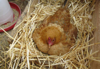 Nankin hen on nest.