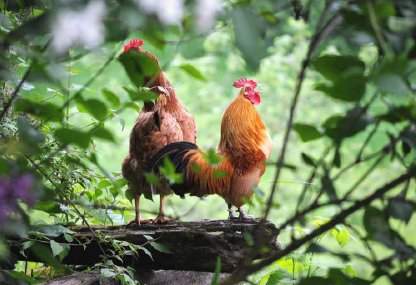 Nankin rooster crowing.