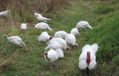 Midget White turkey flock foraging.