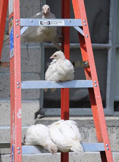 Young turkeys on a ladder.