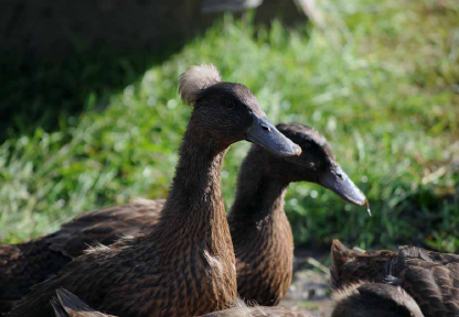 Young Khaki Campbell ducks