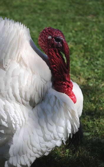 Old Tom, the patriarch of our Midget White turkey flock.