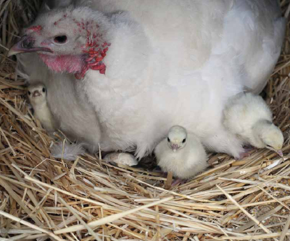 Mom turkey with new hatchlings.