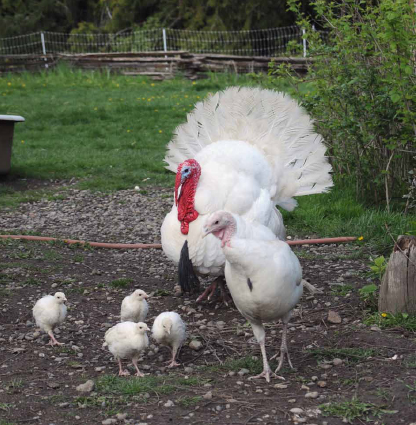 Midget White turkey family out for a stroll.