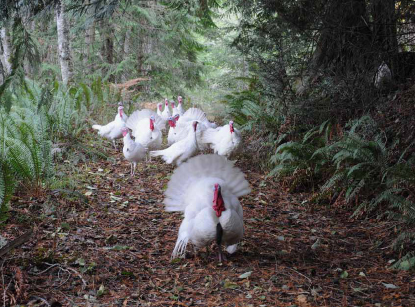 Turkeys following us through the woods.