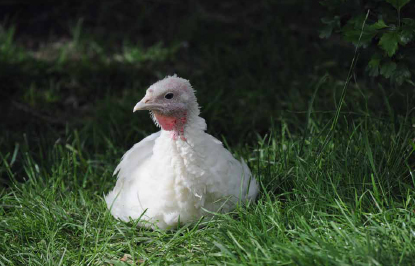 Six-week-old Midget White turkey.