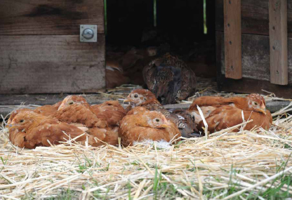 Four-week-old pullets.