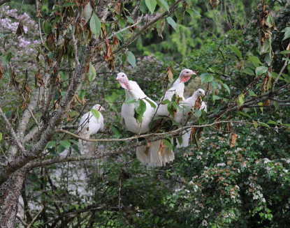 Turkeys love roosting in trees.