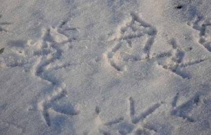 Turkey tracks in the snow.