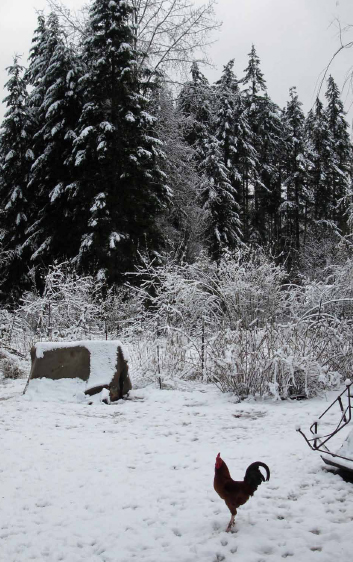 Nankin rooster in snow.