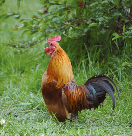 One of our tiny, gorgeous Nankin roosters