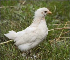 One of our tiny, gorgeous Nankin roosters.