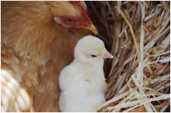 Cochin banty with Midget White poult.