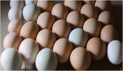 Center: New Hampshire and Ameraucana eggs.