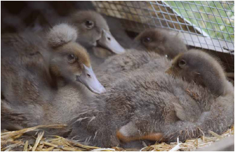 Three-week-old Khaki Campbell ducklings.