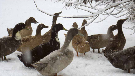 Snow doesn’t bother these hardy ducks.